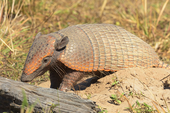 Six-banded Armadillo (Euphractus sexcinctus) resting at it's burrow