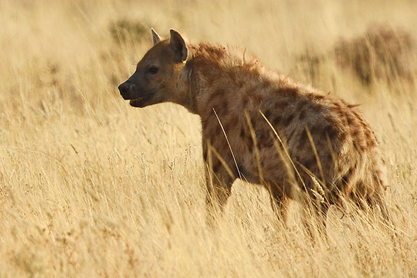 Spotted Hyena (Crocuta crocuta) in Etosha National Park