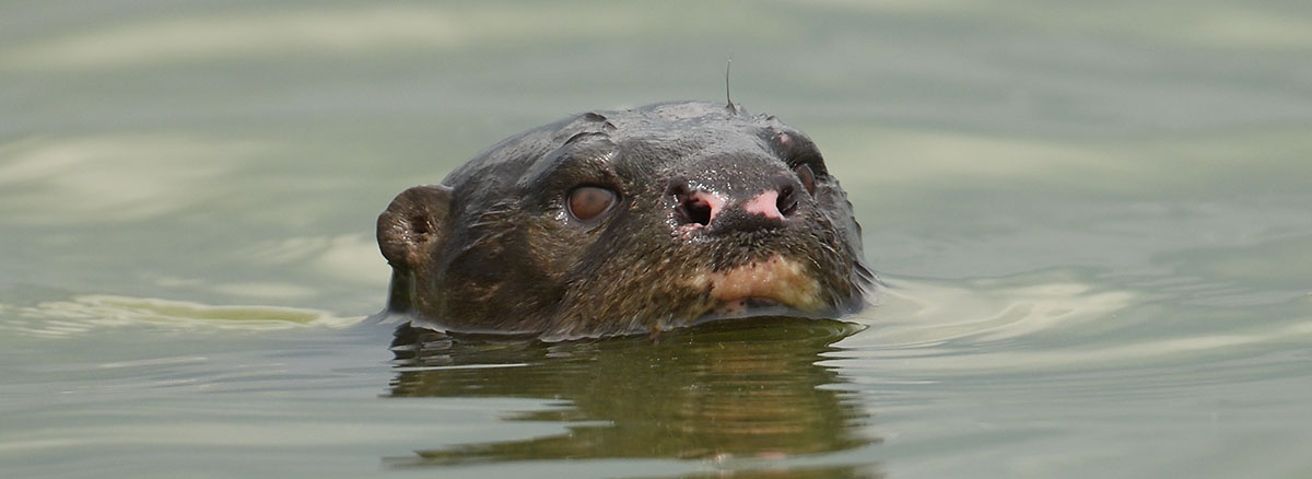 Spotted-necked Otter (Hydrictis maculicollis) in Lake Victoria