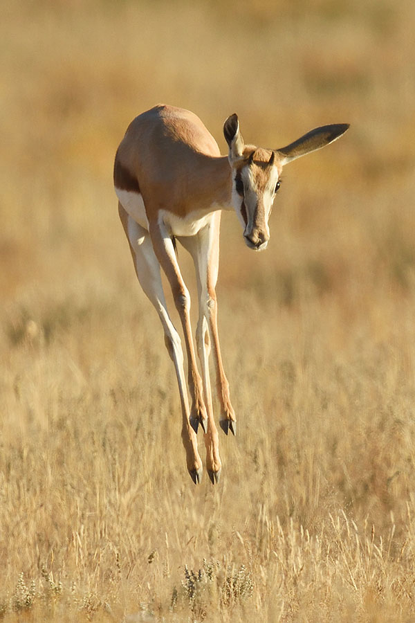 Springbok (Antidorcas marsupialis) in South Africa