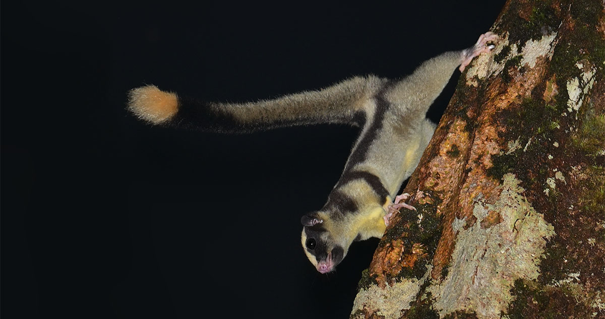 Striped possum (Dactylopsila trivirgata) in the forest of Papua