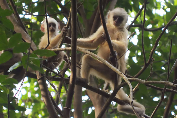 Trinidad White-fronted Capuchin (Cebus trinitatis) on Trinidad