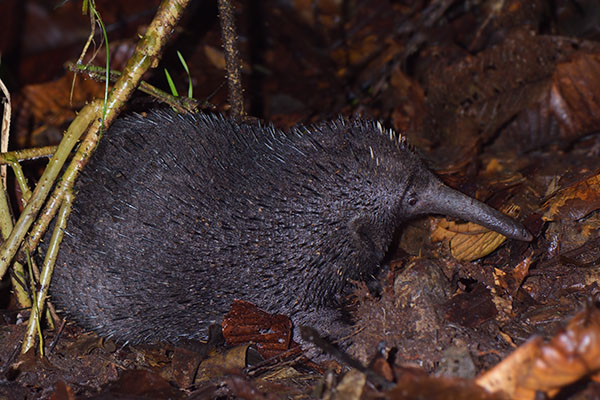 Striped possum (Dactylopsila trivirgata) in the forest of Papua