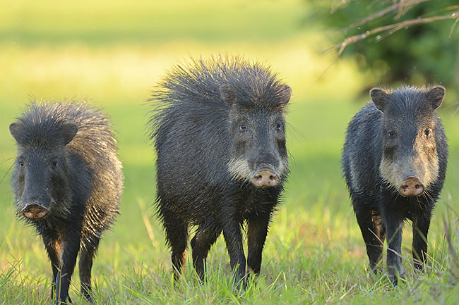 White-lipped Peccaries (Tayassu pecari) in the Pantanal