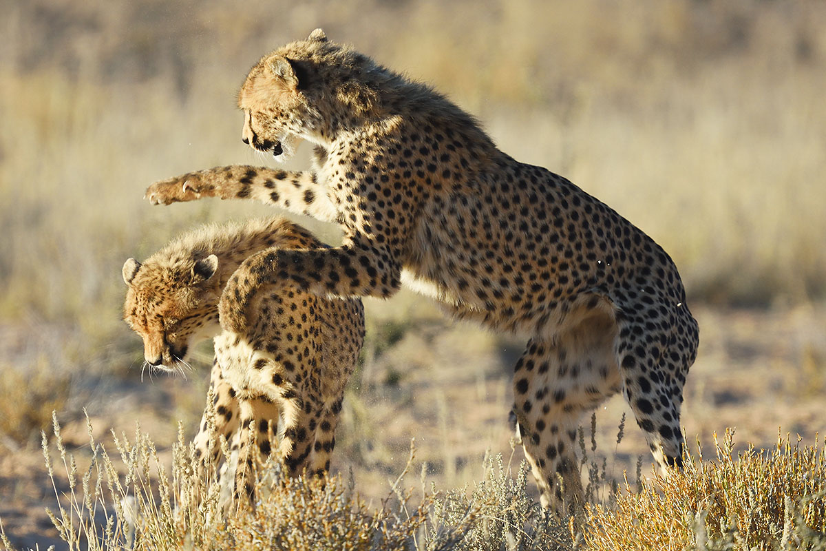 Photo of cheetahs (Acinonyx jubatus) fighting Young cheetahs (Acinonyx jubatus) in South Africa