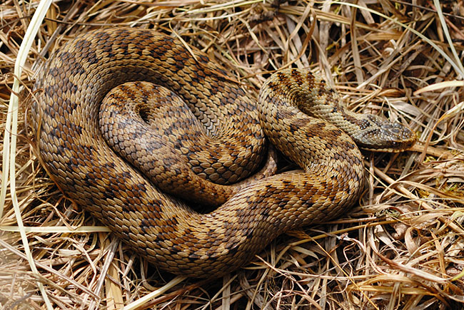 Female Adder (Vipera berus) Adder (Vipera berus) at Parc Slip Nature Reserve