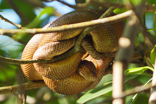 Central American Tree Boa (Corallus ruschenbergerii) at Caroni Swamp