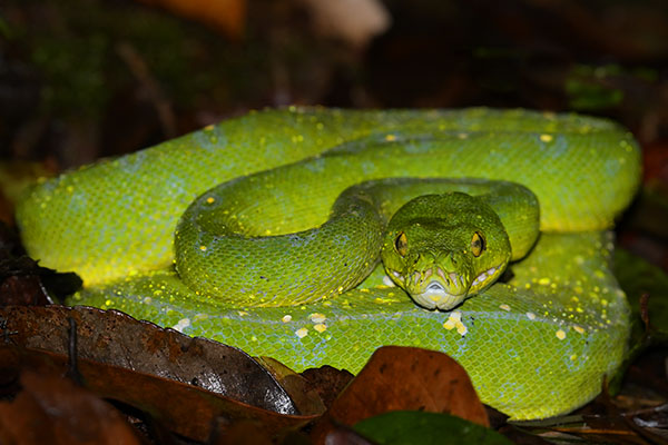 Green Tree Python (Morelia viridis) in the forest of Papua