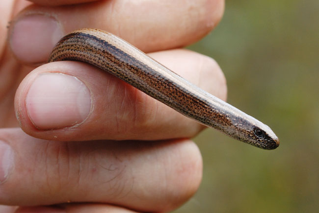 Slow-worm (Anguis fragilis) A female Slow-worm (Anguis fragilis) being held