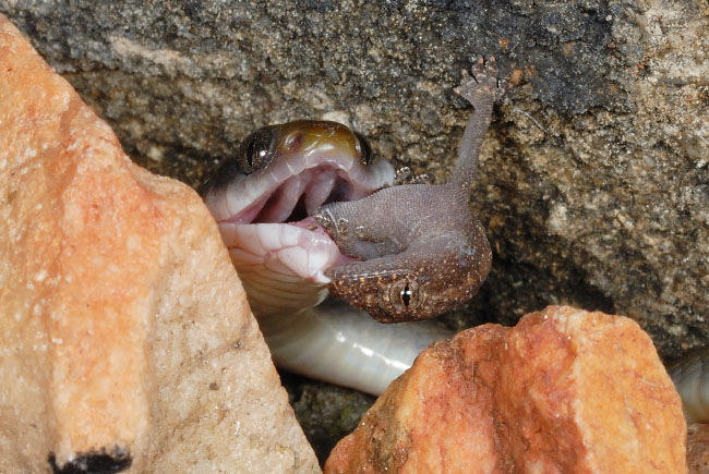Herald Snake (Crotaphopeltis hotamboeia) catching a gecko in Lake Mburo National Park