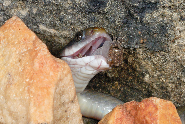 Herald Snake (Crotaphopeltis hotamboeia) eating a geckko in Lake Mburo National Park