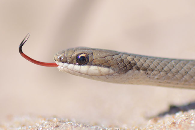 Spirit Ground Snake (Psomophis genimaculatus) in the Panganal