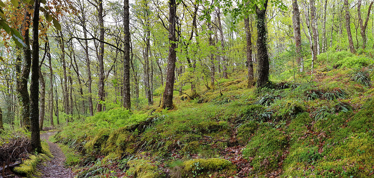 Native deciduous wooldand at Ty Hyll nature reserve