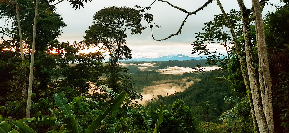 Forest view from Wild Sumaco Lodge
