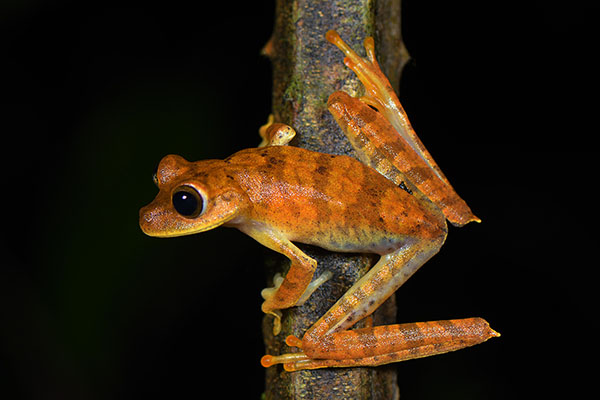 Giant Gladiator Frog (Boana boans) in the Amazon