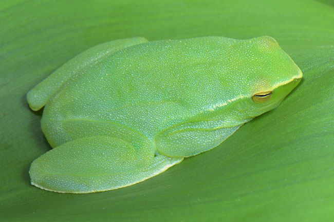 Green frog resting on a leaf