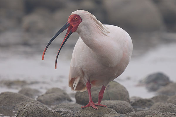 Crested Ibis (Nipponia nippon) calling