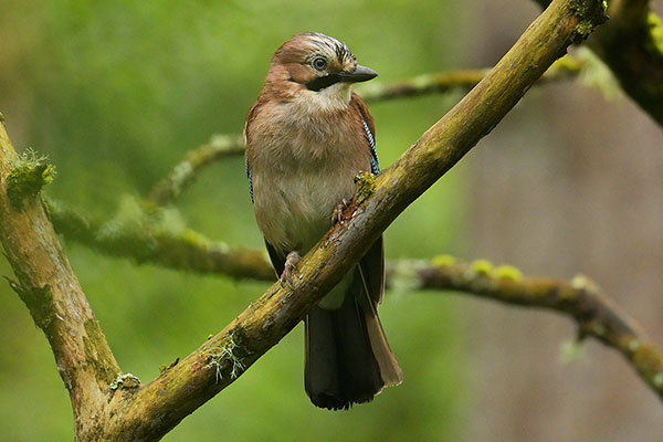Eurasian Jay (Garrulus glandarius) in the Llyn Parc Mawr community woodland