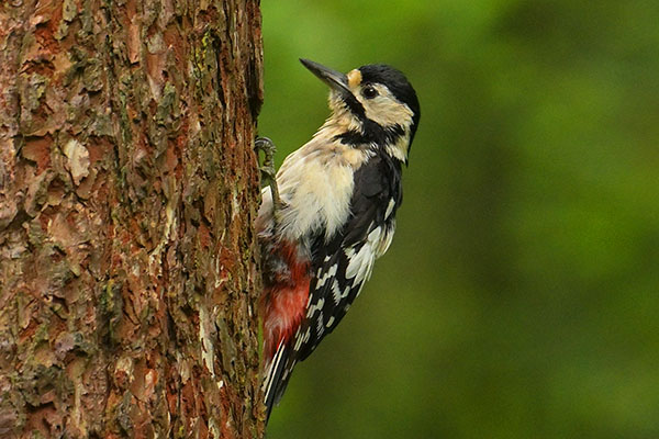 Great-spotted Woodpecker (Dendrocopos major) in the Llyn Parc Mawr community woodland