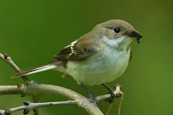 Female Pied Flycatcher (Ficedula hypoleuca) in Ty Hyll woodland