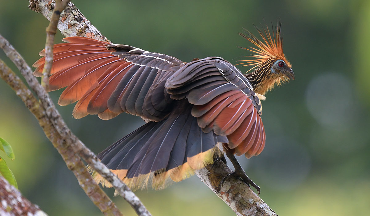 Hoatzin (Opisthocomus hoazin) displaying in the Amazon rainforest