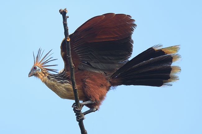 Hoatzin (Opisthocomus hoazin) perched in a tree Pantanal