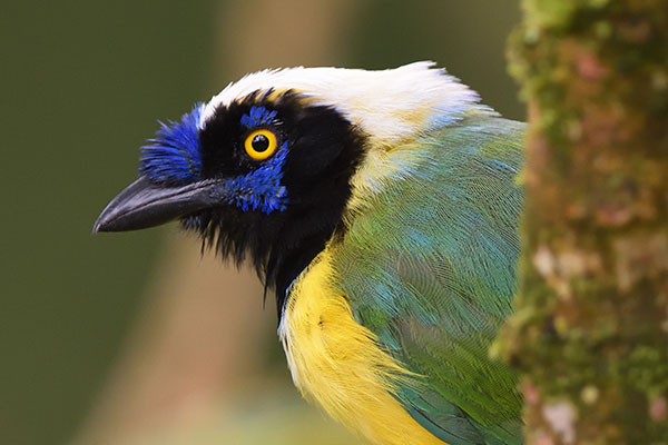 Inca Jay (Cyanocorax yncas) in the cloud forest