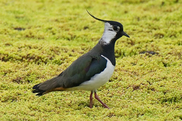 Northern Lapwing (Vanellus vanellus) at Conwy RSPB Reserve
