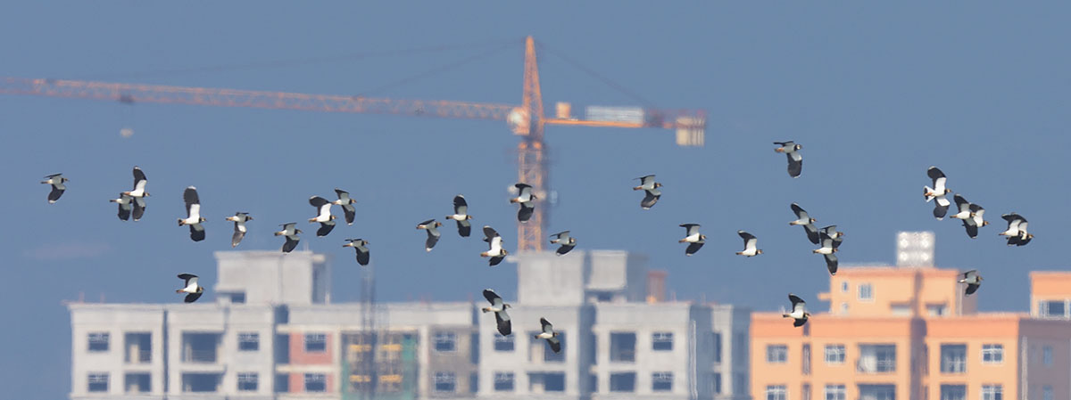 Photo of a flock of Northern Lapwing (Vanellus vanellus) Northern Lapwing (Vanellus vanellus) flying