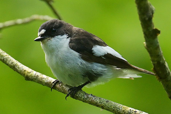 Male Pied Flycatcher (Ficedula hypoleuca) in Ty Hyll woodland