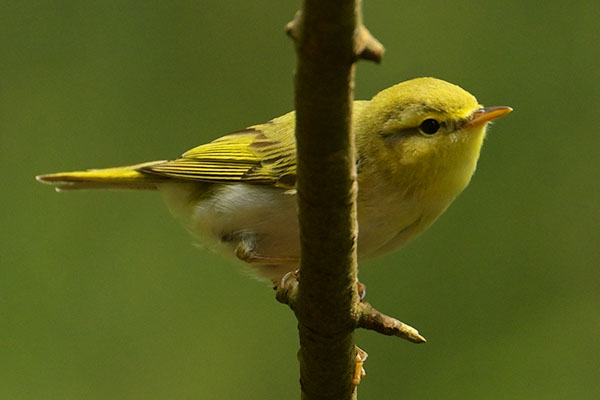 Wood Warbler (Phylloscopus sibilatrix) in a Welsh woodland