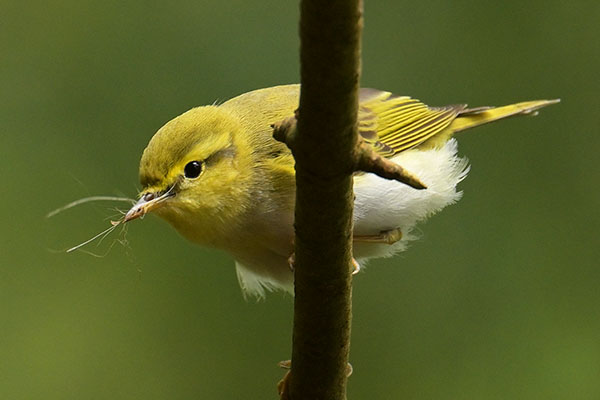 Wood Warbler (Phylloscopus sibilatrix) in a Welsh woodland