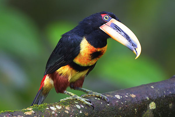 Pale-mandibled Aracari (Pteroglossus erythropygius) in the cloud forest