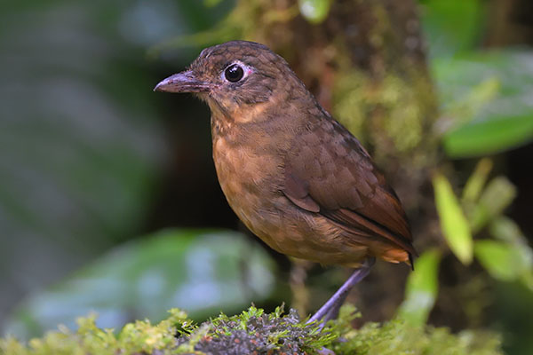 Plain-backed Antpitta (Grallaria haplonota) in the cloud forest