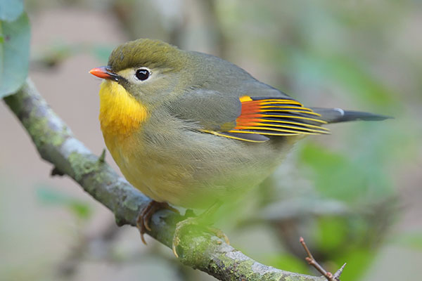 Red-billed Leiothrix (Leiothrix lutea)