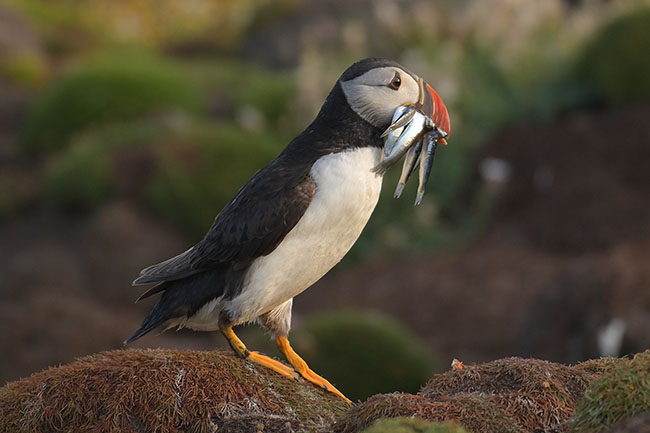 Puffin (Fratercula arctica) in Pembrokeshire, Wales