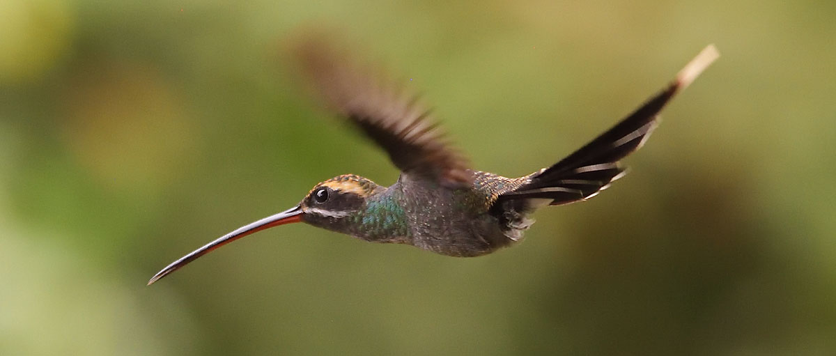 White-whiskered Hermit (Phaethornis yaruqui) in the cloud forest