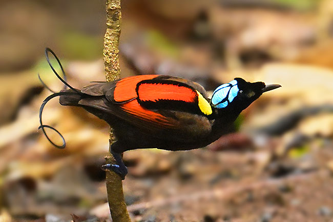 Wilson's Bird-of-Paradise (Diphyllodes respublica) in the Waigeo forest