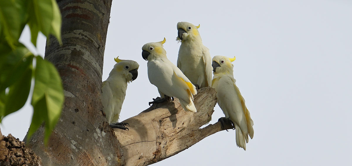 Wilson's Bird-of-Paradise (Diphyllodes respublica) in the Waigeo forest