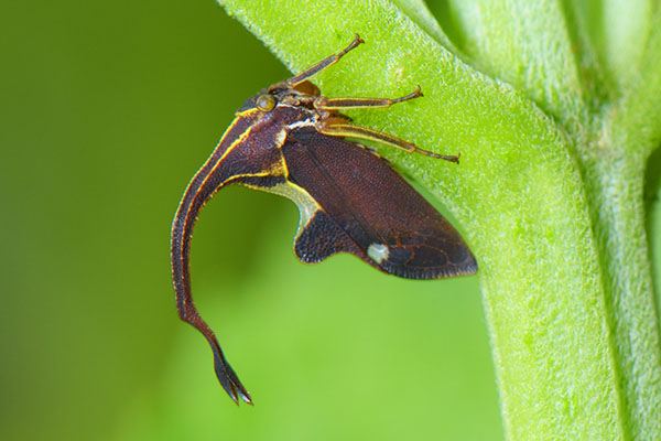 Treehopper (Pyrgauchenia sp.) in Halimun Salak National Park, Java