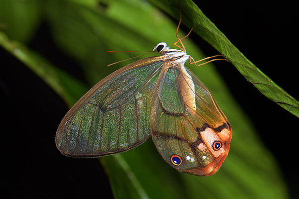 Reddish Clearwing Satyr (Haetera macleannania) butterfly