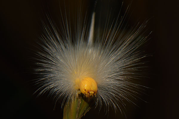 Tussock Moth Caterpillar (Erebidae sp.) in Halimun Salak National Park, Java