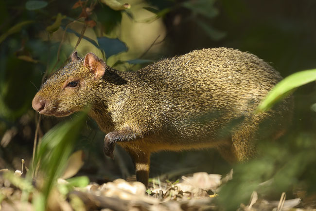 Photo of a Agouti (Dasyprocta azarae) Agouti (Dasyprocta azarae) foraging