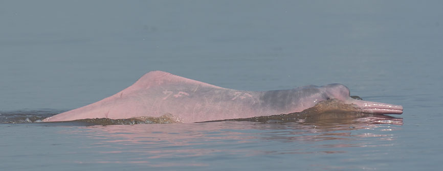Amazon River Dolphin (Inia geoffrensis) in the River Amazon