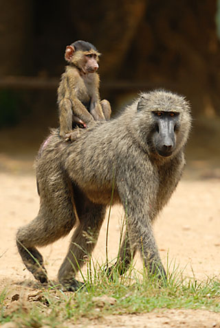 Mother and baby Olive Baboon Baby Olive Baboon riding on its mother's back