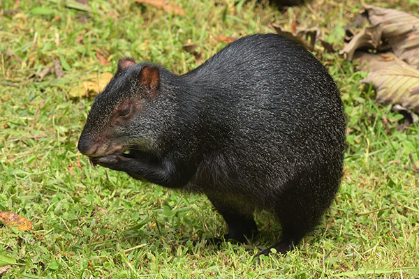 A Black Agouti (Dasyprocta fuliginosa) in the cloud forest