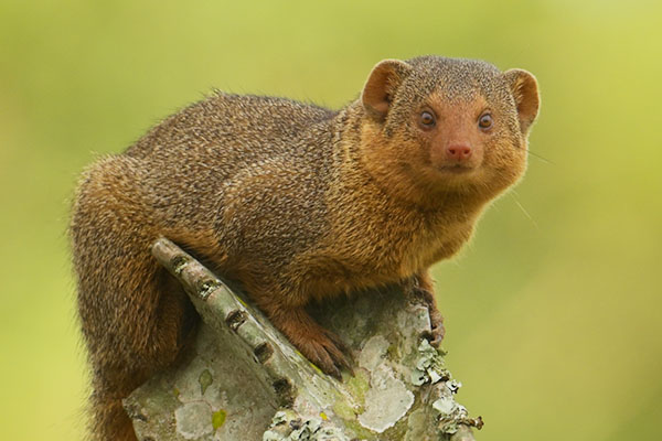 Dwarf Mongoose (Helogale parvula) on lookout in Lake Mburo National Park