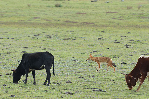 Ethiopian Wolf (Canis simensis) with cattle