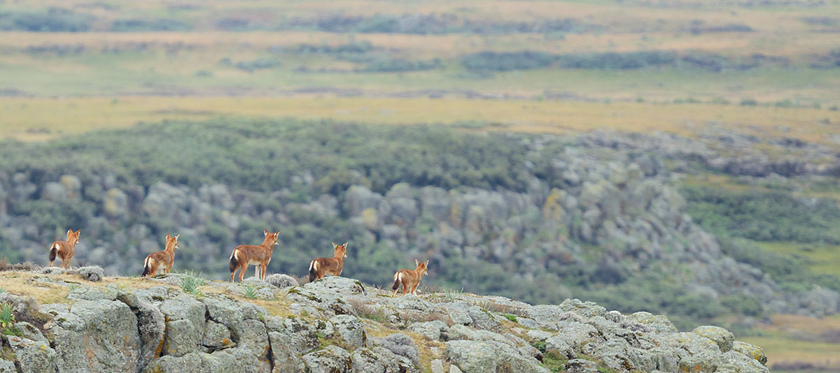 Pack of Ethiopian Wolves (Canis simensis)