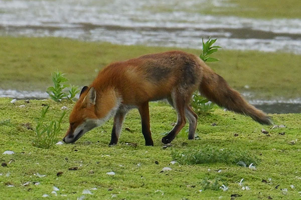 Red Fox (Vulpes vulpes) Conwy RSPB Reserve